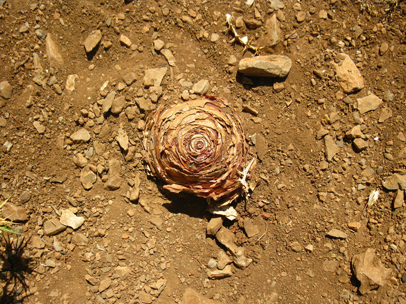 Ancient onion in Karpathos, Photo
